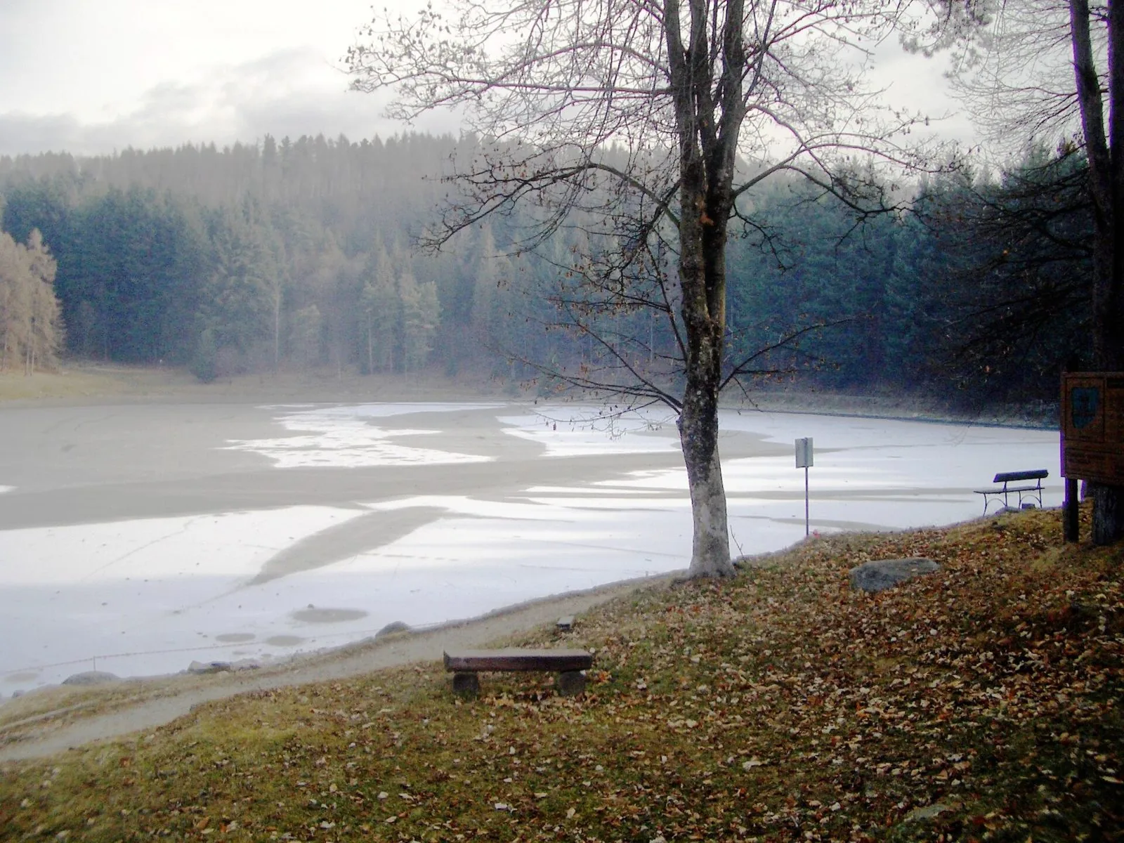 Il Lago di Meugliano ghiacciato in inverno, con foglie secche e bosco di conifere
