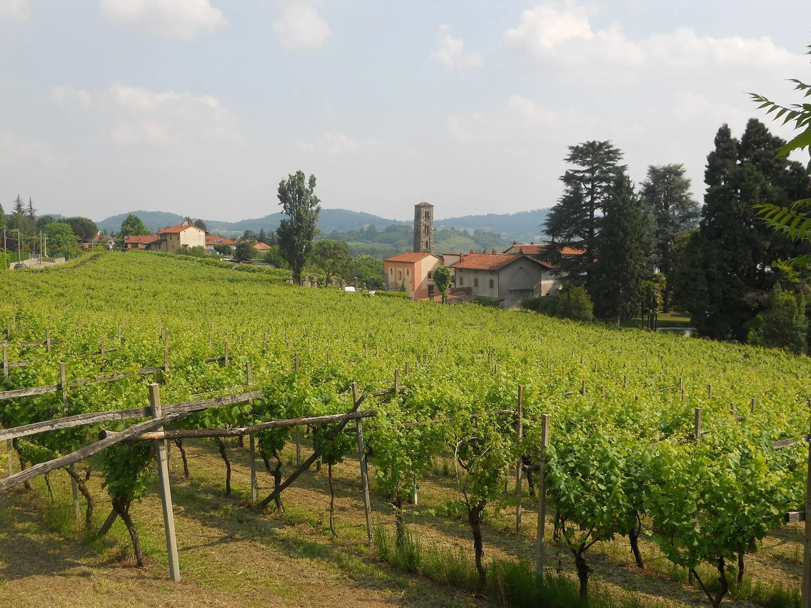Vigneti di Erbaluce sulle colline di Viverone con campanile in pietra